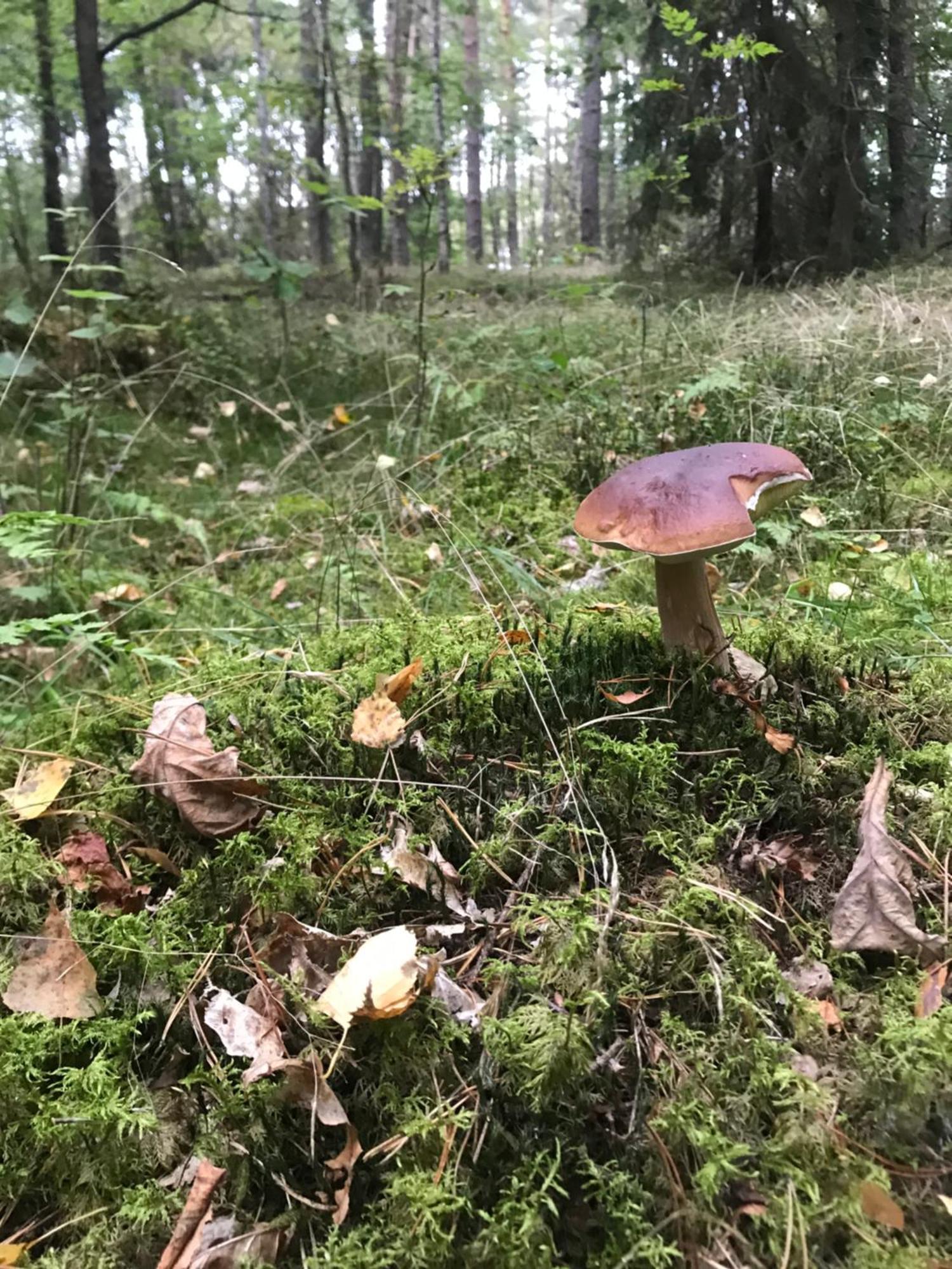 Gapkowo Villa Stare Kiejkuty Kültér fotó